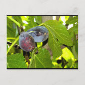 Carte Postale Figues violettes dans l'arbre (Devant)