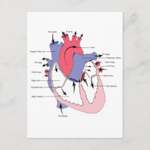 Carte Postale Figure 2. Fonction cardiaque normale.jpg