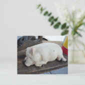 Carte Postale Figurine de cochon couché (Debout devant)