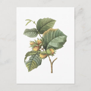 Carte Postale filbert(Corylus maxima) par Redouté