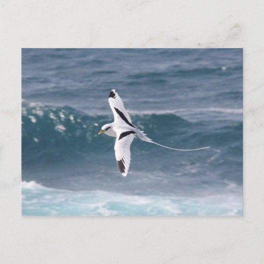 Carte Postale File d'attente Paille-en (Devant)