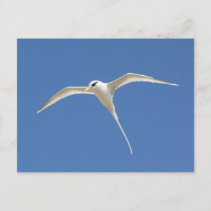 Carte Postale File d'attente Paille-en