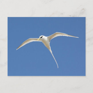 Carte Postale File d'attente Paille-en