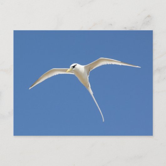 Carte Postale File d'attente Paille-en (Devant)