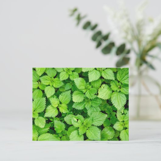 Carte Postale filet commun (Debout devant)