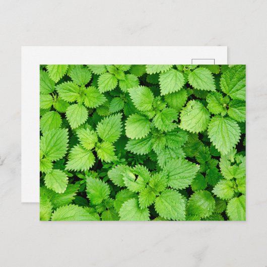 Carte Postale filet commun (Devant / Derrière)