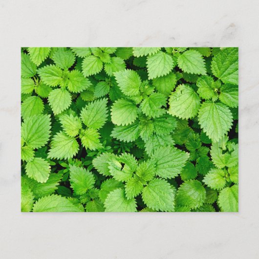 Carte Postale filet commun (Devant)