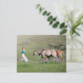 Carte Postale Fille à cheval (Debout devant)