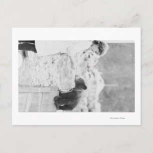 Carte Postale Fille Jouer avec Bear Cub dans Seward 2