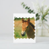 Carte postale Filly (Debout devant)