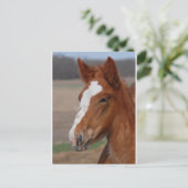 Carte Postale Filly belge (Debout devant)