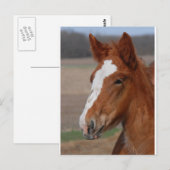 Carte Postale Filly belge (Devant / Derrière)