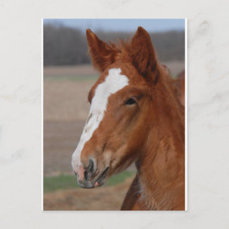 Carte Postale Filly belge