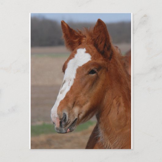 Carte Postale Filly belge (Devant)