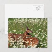 Carte Postale Fils de cerfs à queue blanche (Devant / Derrière)