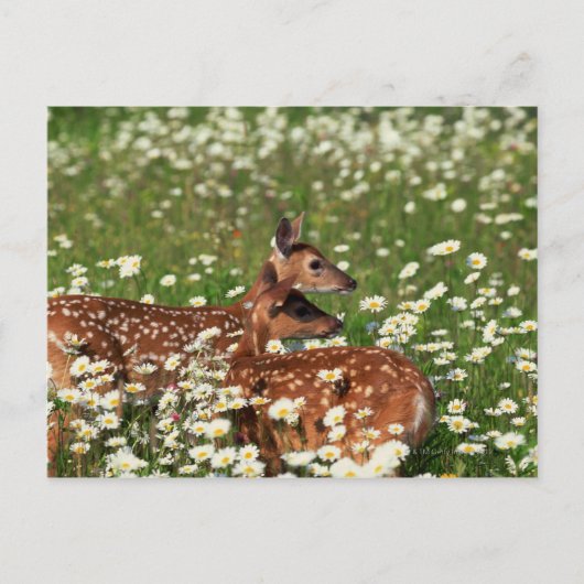 Carte Postale Fils de cerfs à queue blanche (Devant)