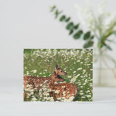 Carte Postale Fils de cerfs à queue blanche (Debout devant)