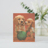 Carte Postale Fils et affection, Cocker Spaniels en jeu (Debout devant)