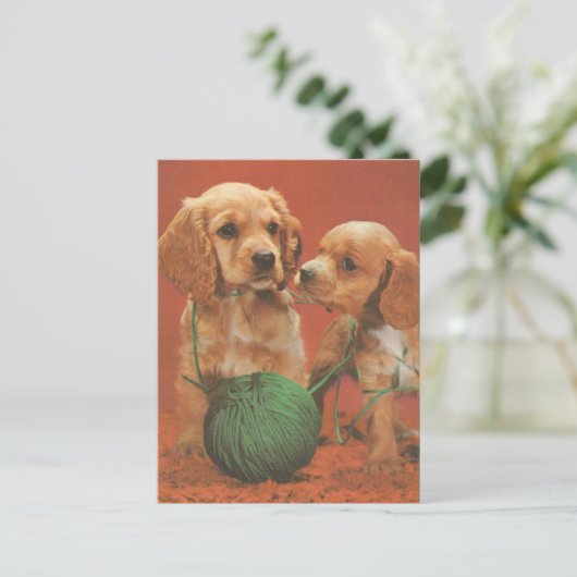 Carte Postale Fils et affection, Cocker Spaniels en jeu (Debout devant)