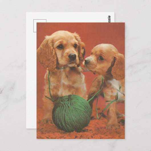 Carte Postale Fils et affection, Cocker Spaniels en jeu (Devant / Derrière)