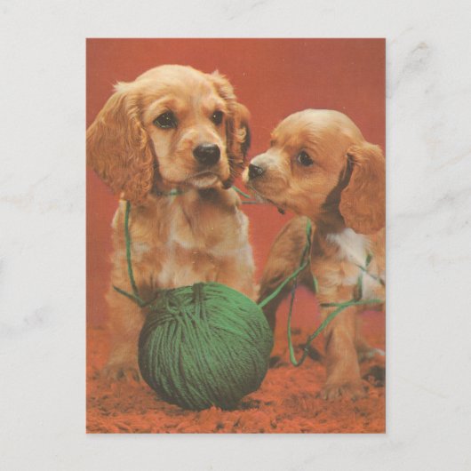 Carte Postale Fils et affection, Cocker Spaniels en jeu (Devant)