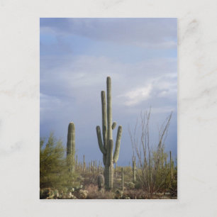 Carte Postale Fin après-midi dans le désert