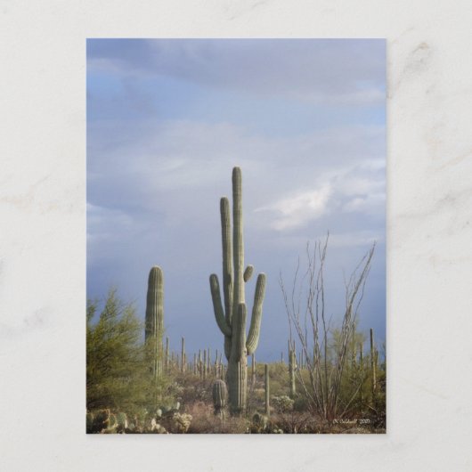 Carte Postale Fin après-midi dans le désert (Devant)