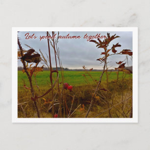 Carte Postale Fin d'automne maussade : cynorhodons et champ vert