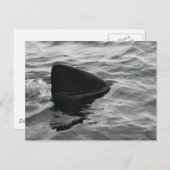 Carte Postale Fin de requin (Devant / Derrière)