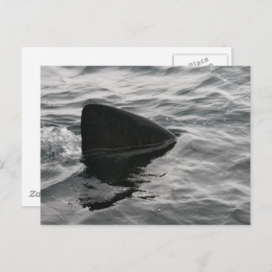 Carte Postale Fin de requin (Devant / Derrière)