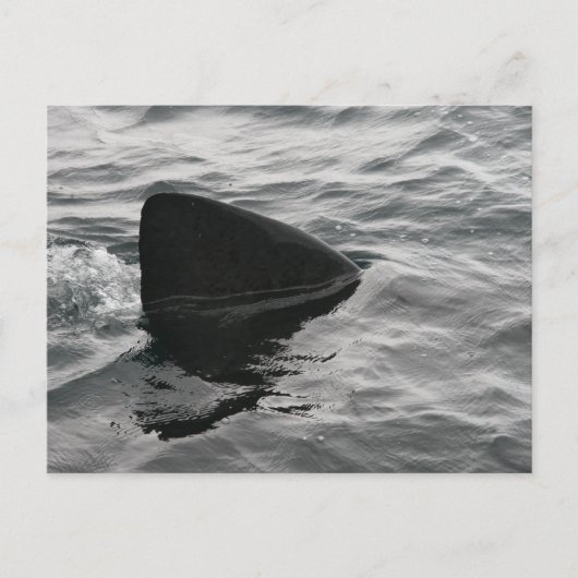 Carte Postale Fin de requin (Devant)