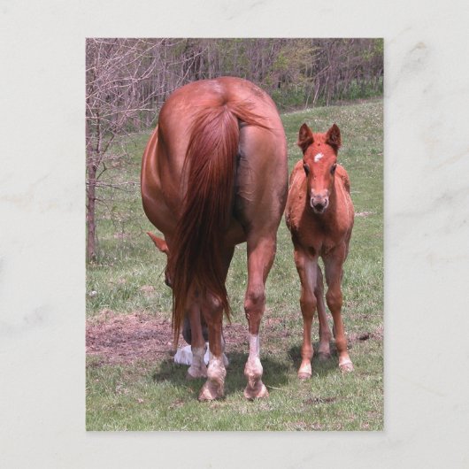 Carte Postale Fin et début (Devant)