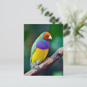 Carte Postale Finale gouldienne colorée (Debout devant)