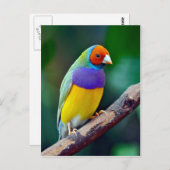 Carte Postale Finale gouldienne colorée (Devant / Derrière)