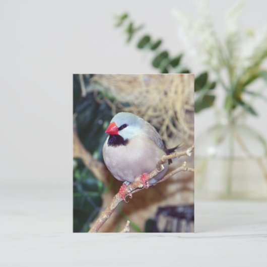 Carte Postale Finch à queue arrière (Debout devant)
