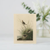 Carte Postale Finch à queue fine d'Audubon's Birds of America (Debout devant)