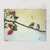 Carte Postale Finch Conversation Postcard (Devant)
