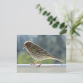 Carte Postale Finch dans le soleil du matin. (Debout devant)