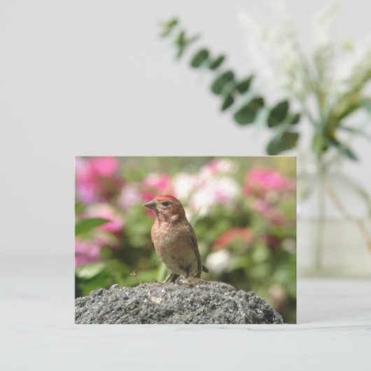 Carte postale Finch de Cassin (Debout devant)