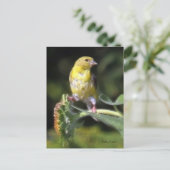 Carte Postale Finch jaune (Debout devant)