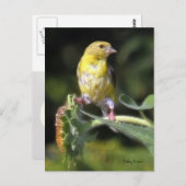 Carte Postale Finch jaune (Devant / Derrière)