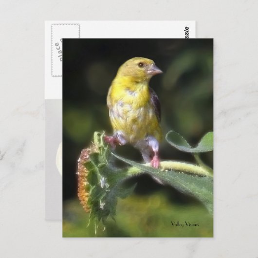 Carte Postale Finch jaune (Devant / Derrière)