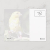 Carte Postale Finch jaune (Dos)