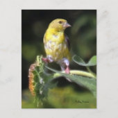 Carte Postale Finch jaune (Devant)
