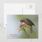 Carte Postale Finch Maison (Devant / Derrière)