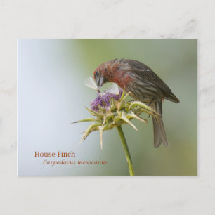 Carte Postale Finch Maison