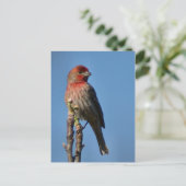 Carte Postale Finch Maison (Debout devant)
