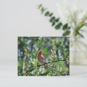 Carte Postale Finch Maison (Debout devant)