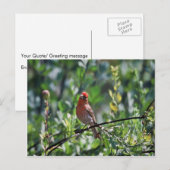 Carte Postale Finch Maison (Devant / Derrière)