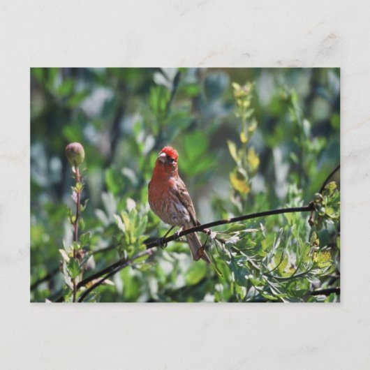 Carte Postale Finch Maison (Devant)